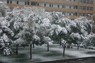 雪覆树木的校园冬日景象