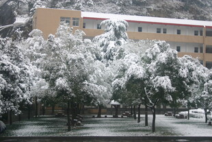 雪覆校园景 树木映楼影