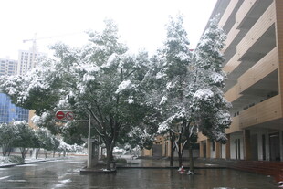 城市街道雪景中的树木