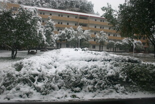 雪覆绿植旁的多层建筑