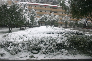 雪覆绿植与建筑景观