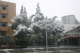 校园雪景中的树木与建筑
