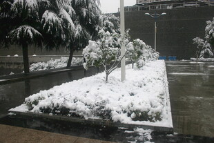 街头雪景中的树木