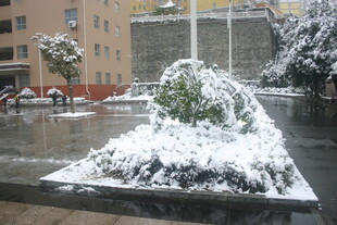 城市雪景中的覆雪绿植