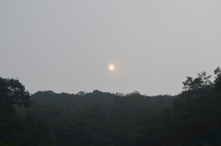 泰山日出山林间