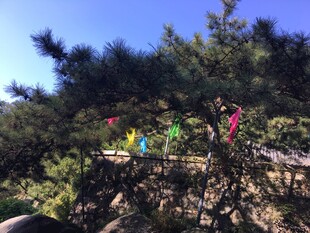 泰山多彩装饰点缀翠绿树木