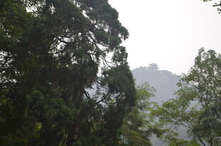 泰山山林间葱郁树木与朦胧远山