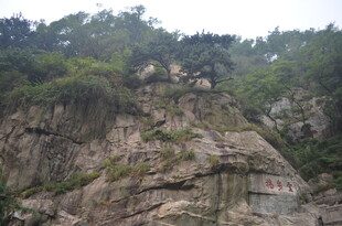 泰山陡峭山崖上的繁茂植被