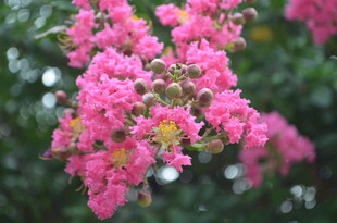 娇艳盛开的粉色紫薇花