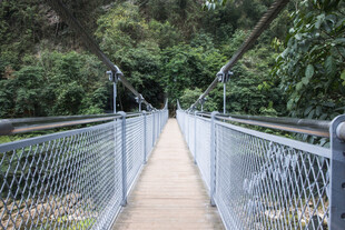 荔波林间悬索桥 自然静谧之景