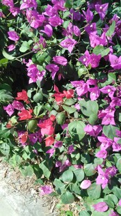 三亚缤纷紫花绽放