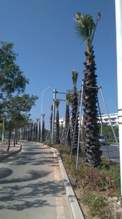 三亚城市中的林荫人行道