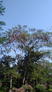 三亚繁茂树林中的蓝天一角