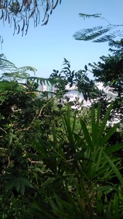 三亚繁茂绿植与蓝天景致