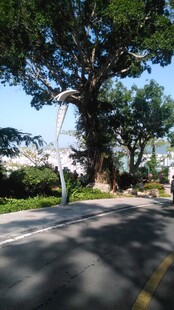 三亚路边繁茂大树 绿意盎然