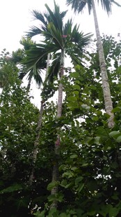 三亚高大挺拔的热带棕榈树