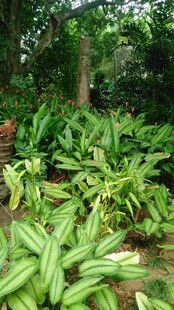 三亚繁茂绿植景观