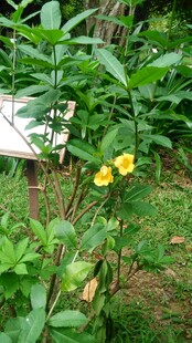 三亚绿叶丛中的黄色小花