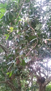 三亚繁茂枝叶的树木景观