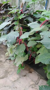 三亚绿叶间的红果植物景观