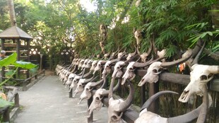 三亚户外排列的牛头雕塑