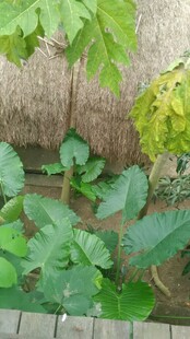 三亚庭院中的绿植景致