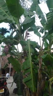 三亚繁茂香蕉植株景观