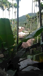 三亚雨林中的繁茂植物景观