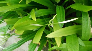 三亚翠绿叶片特写