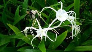 三亚优雅水鬼蕉绽放绿意间