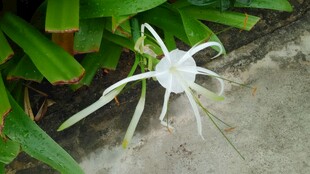 三亚白色蜘蛛兰特写