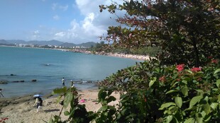 三亚海边美景 绿植繁花伴碧海