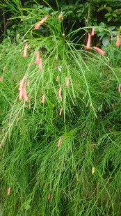 三亚翠绿草丛中的粉色小花