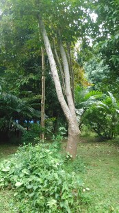 三亚林间树木与繁茂绿植