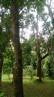 三亚茂密树林中的葱郁树木