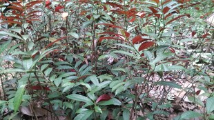 三亚绿叶红边植物景观