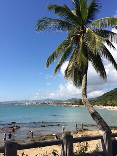 三亚海边椰树美景