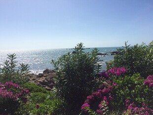 三亚三亚海边花丛美景