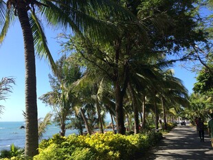 三亚海滨椰林步道美景
