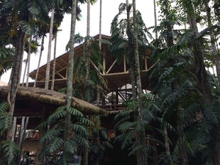 三亚丛林中的木质树屋