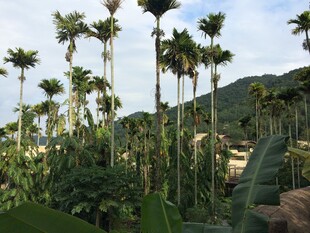 三亚热带山林中的高大棕榈树