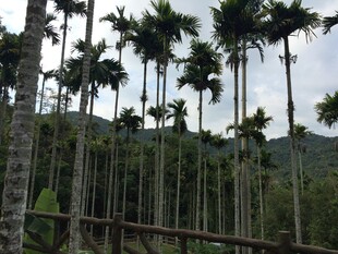 三亚高耸入云的棕榈树林景观