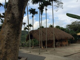 三亚热带茅草屋与高大棕榈树