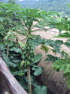 三亚户外生长的茂盛木瓜植株