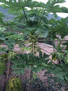 三亚繁茂瓜藤下的农家景象