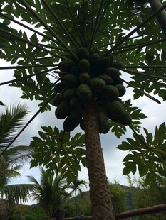 三亚高大木瓜树果实累累