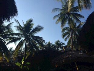 三亚热带椰林风光