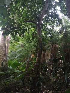 三亚茂密丛林中的绿意景致