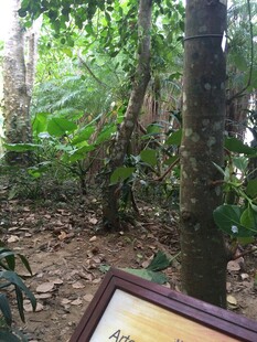 三亚森林中的相框景观