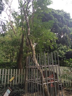 三亚围栏旁的树木与搭建支架